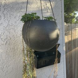 Hanging Planter And Fire Sticks Plants
