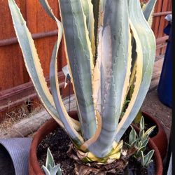 Giant Agave Plant  With Pot 