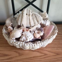 Shell Bowl & Shells