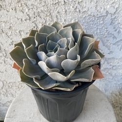 1 Gallon Pot Succulent Plant - Ghost Echeveria -  Echeveria Lilacina Kimnach & Moran - Established Plant- Drought resistant - 🪴 