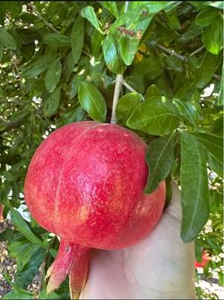 Organic Wonderful Pomegranate - Fresh, Sweet & Juicy!