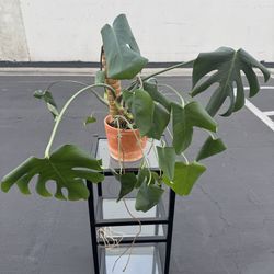 Large Monstera Deliciosa Tropical Split Leaf Plant Indoor & Outdoor