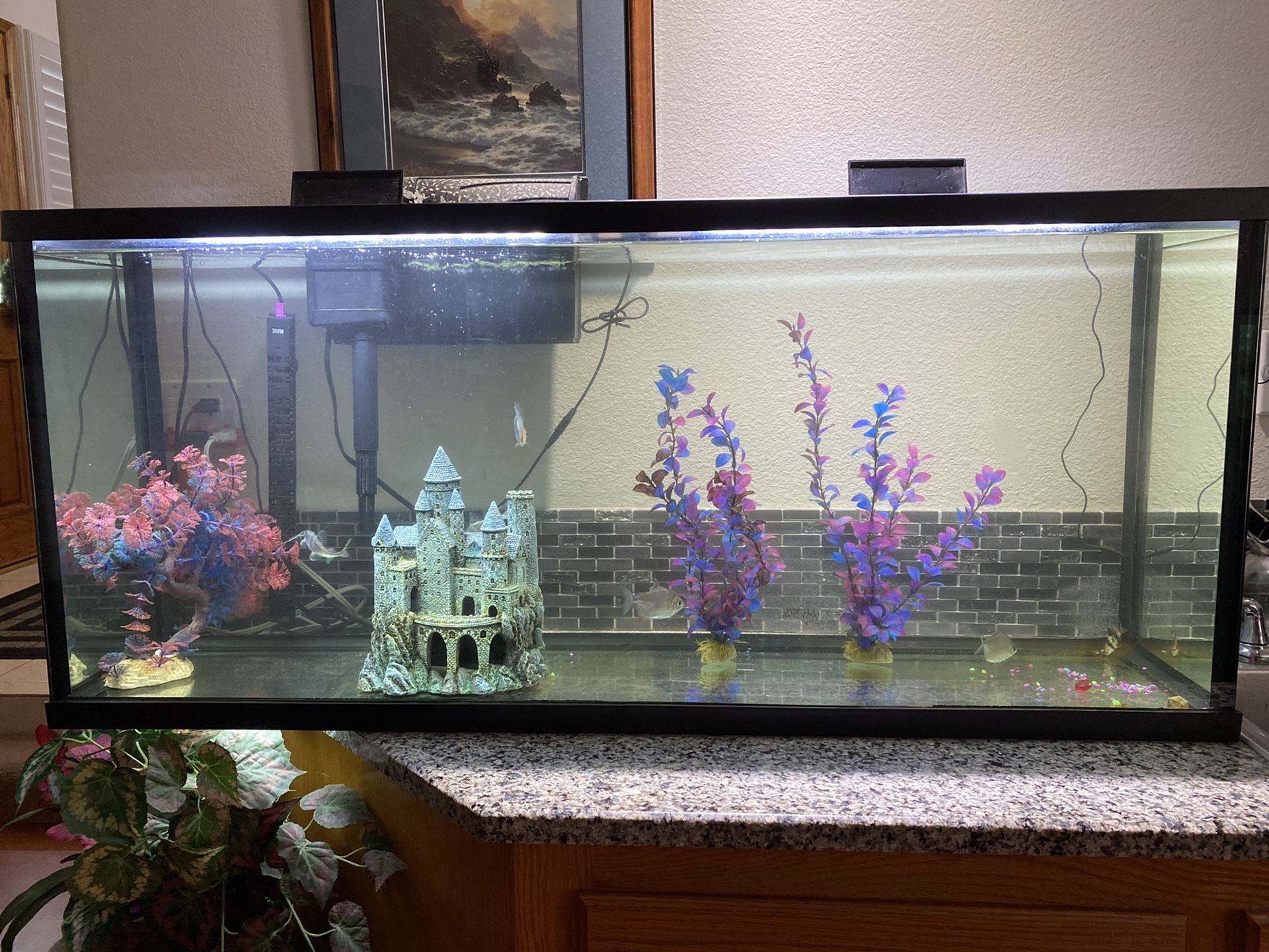50 gal fish tank with fish and extras!!