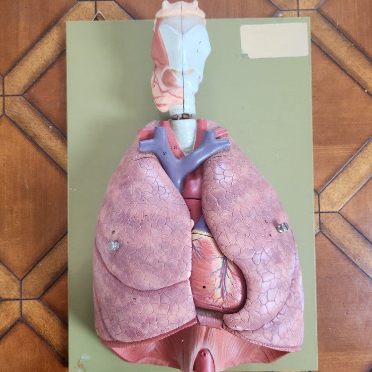 Anatomical Model: Human Heart & Lungs