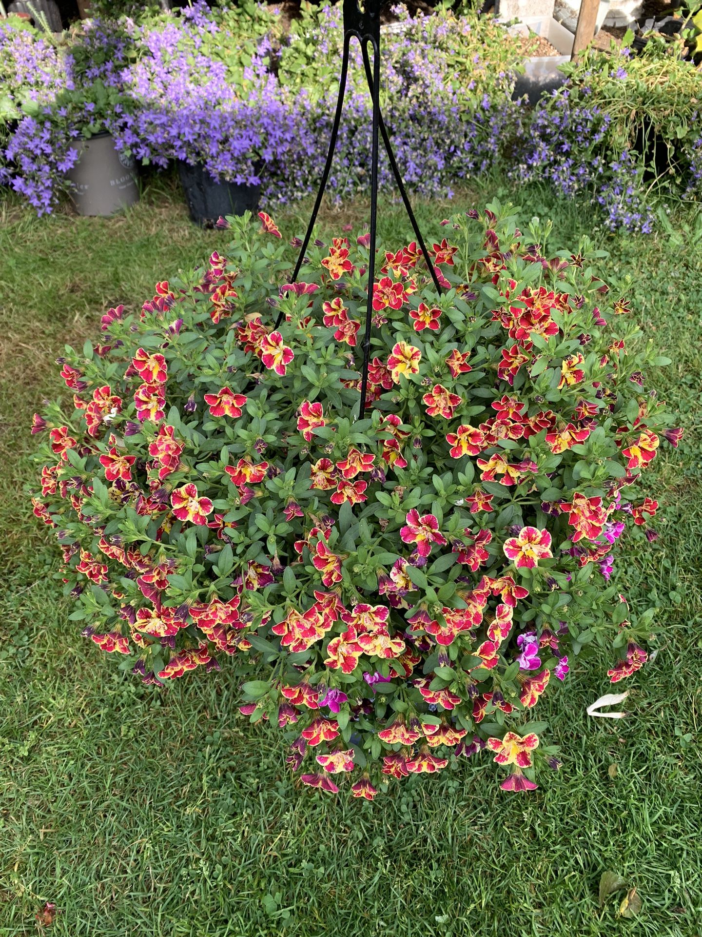Outdoor Plant