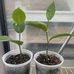 Jackfruit Seedlings
