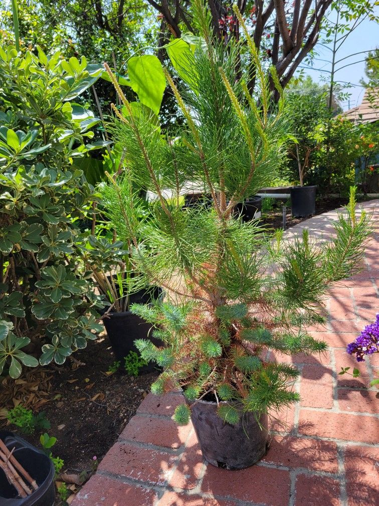 Italian Stone Pine Tree