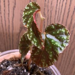 Begonia Botanicaz 90