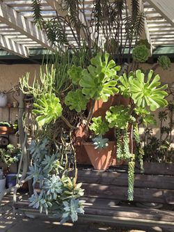 🌿 Hanging Layered Succulent Arrangement – Mixed Varieties | Pickup Only + Bundle Deals