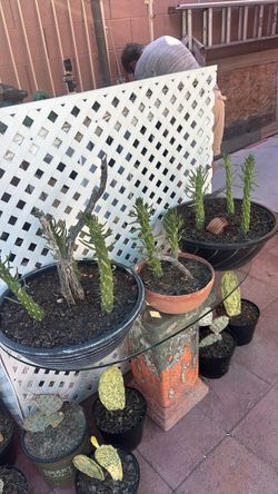 Cactus in assorted pots