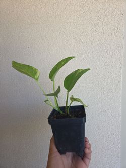 Plant