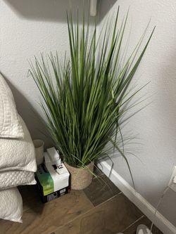 Plant + stool for sale