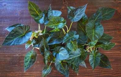 Alocasia Regal Shield Babies