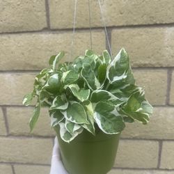 N’ Joy Pothos In 6” Pot