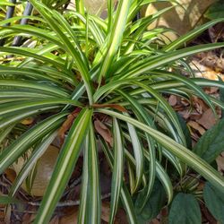 Garage Sale / Plant Sale