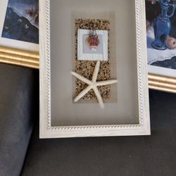 2 Shells And A Starfish Pictures 