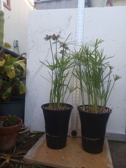 Mexican papyrus, SEE OTHER OFFERS