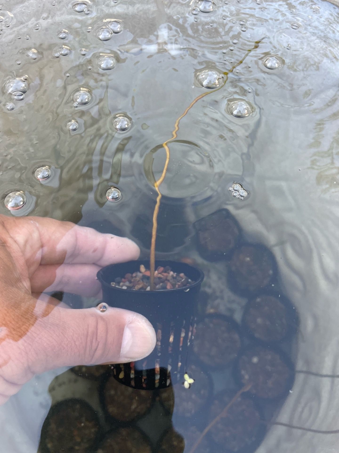 Water lotus aquarium pond plants