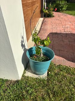 2 Avocado Trees