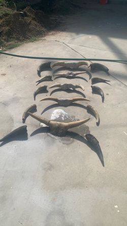Bull horns