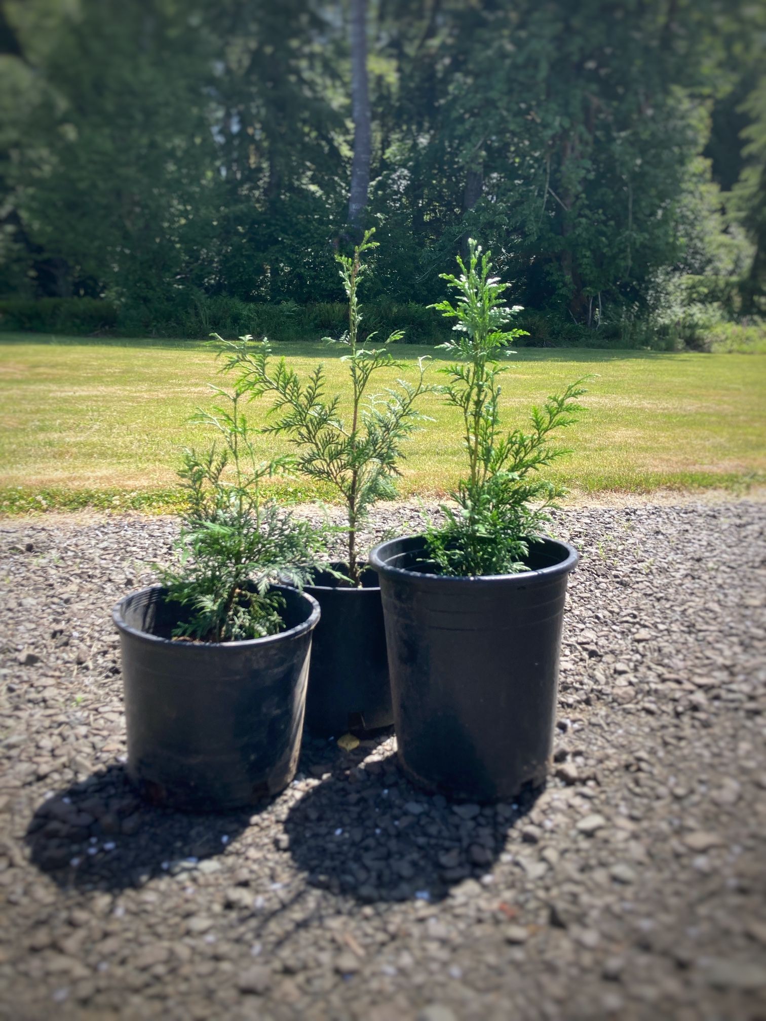 Cedar Trees