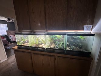 Frog tanks for sale