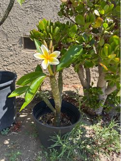 White Plumeria