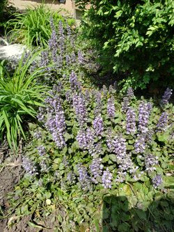 Ground cover ajuga