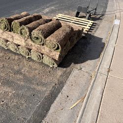 Fresh Cut SOD / Grass