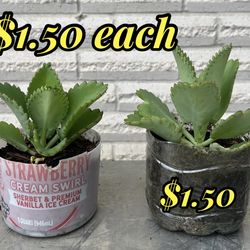 Plants / mother of thousands succulents for sale