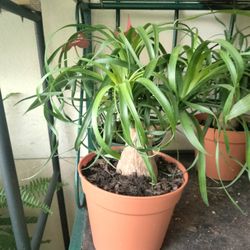 Ponytail Beautiful Natural Plant