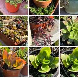 Succulent’s Plants 4”pot