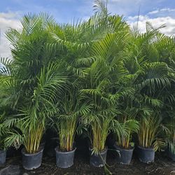 Arecas About 7 Feet Tall Instant Privacy Hedge For Fence Over The Pot  Only$35