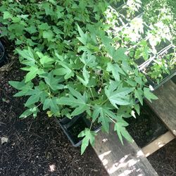 Papaya Plant 4in Pot