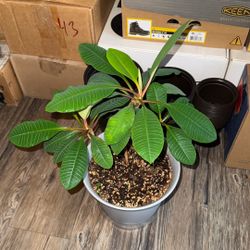 Madagascar Jewel Plant 