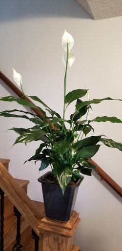 White Premium Sympathy Peace Lily - Indoor Plants