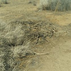 Land For Sale California City