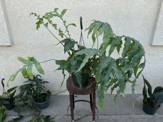 Blue Star Fern