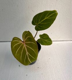 Philodendron Gloriosum
