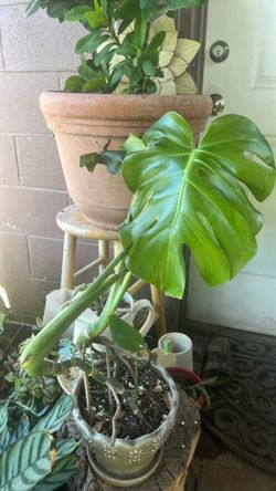 Plantas costilla de Adán