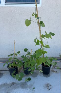 🌱 ORGANIC HYACINTH BEAN VINE (SAIM / SEM / LABLAB BEAN) 🌱