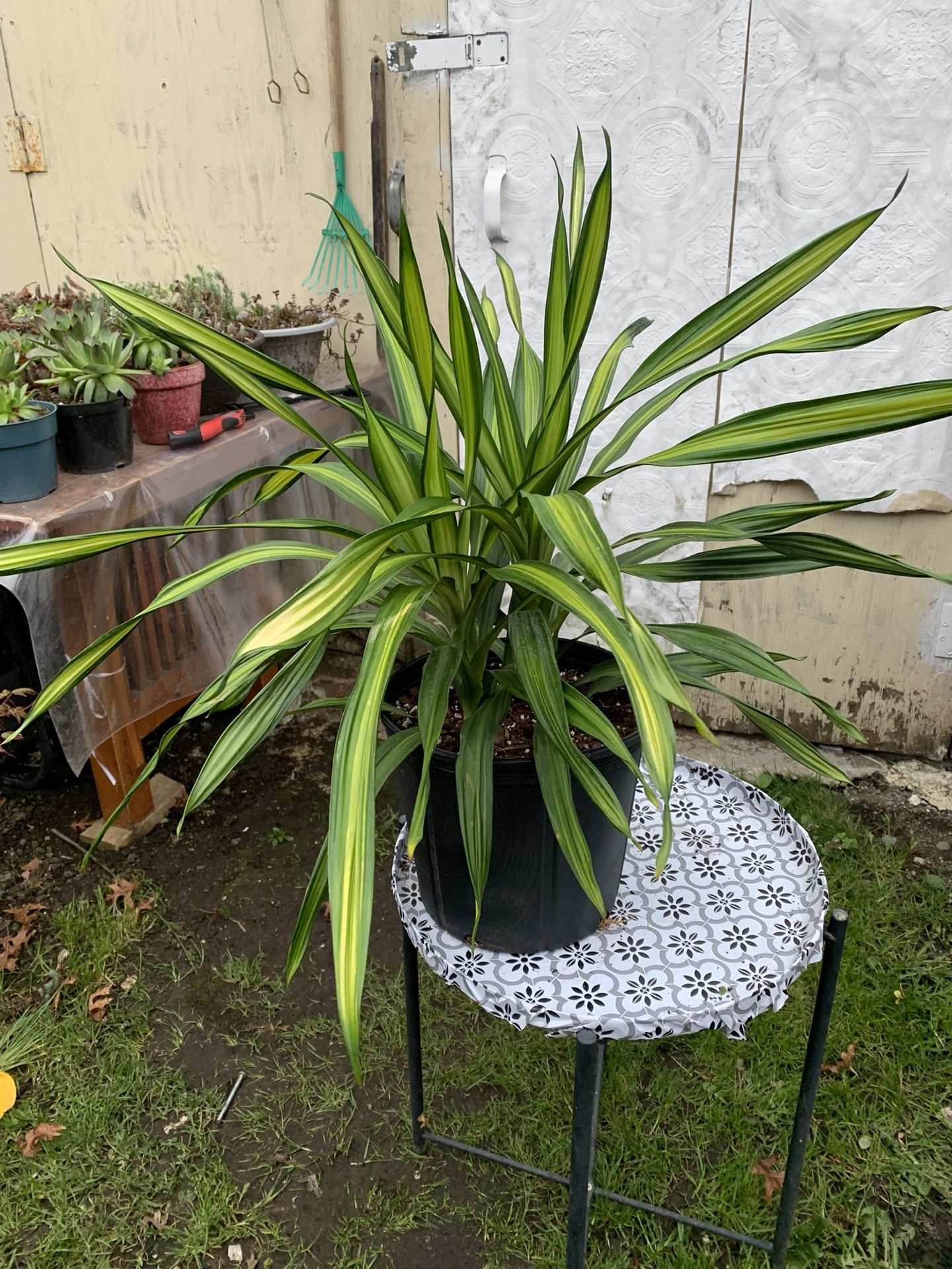 Indoor Plant