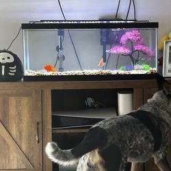 ‘20 Gallon Long’ Fish Tank