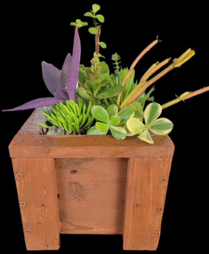 Succulents !*! Custom Built Planters !*! Makes Great Gifts And Decorations