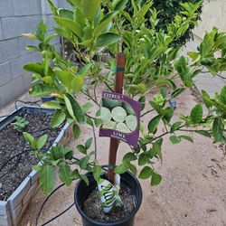 Key Lime Plant (Original Costco) with fruits