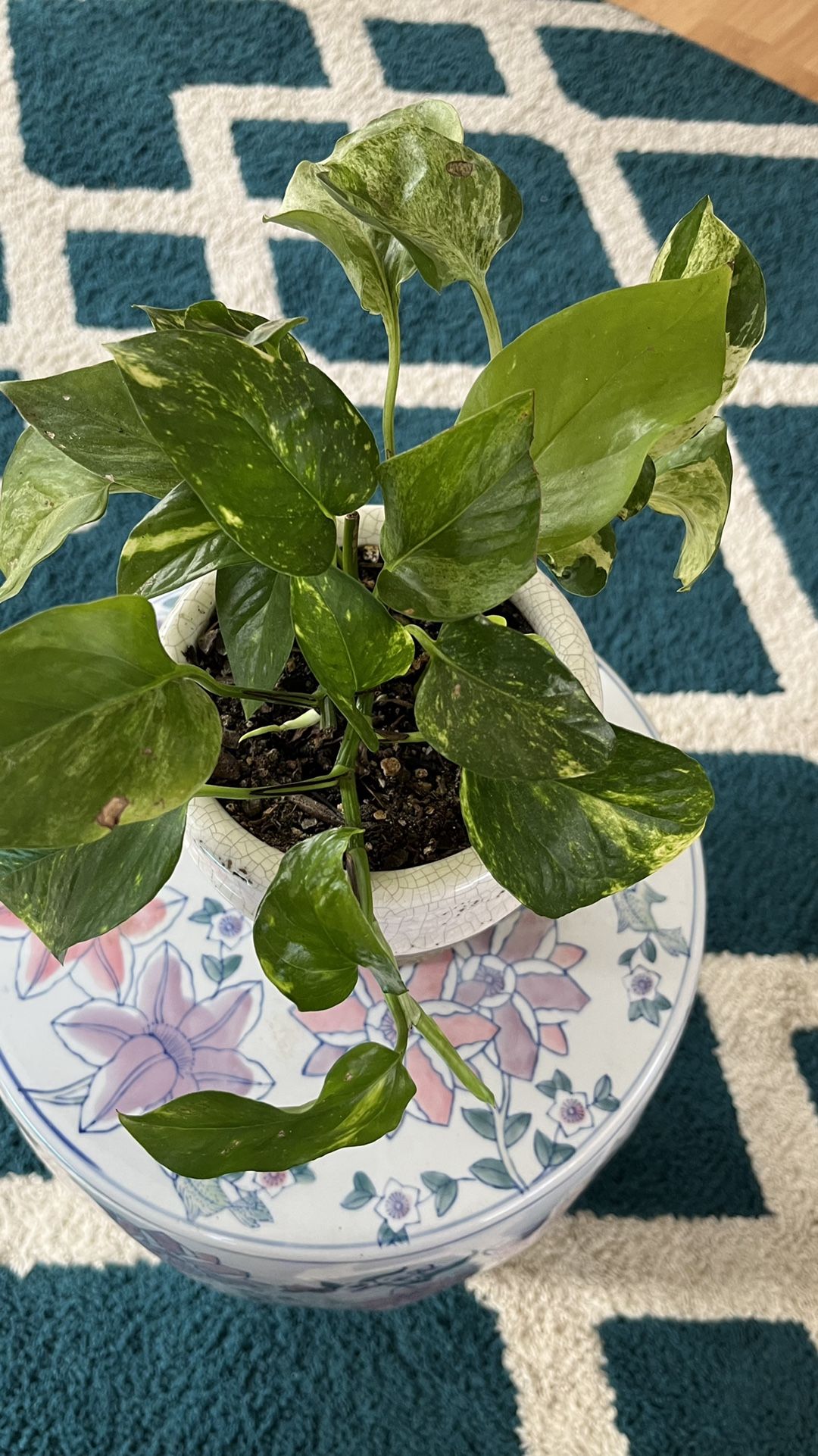 Epipremnum Aureum (mixture Of Golden Pothos And Marble Queen