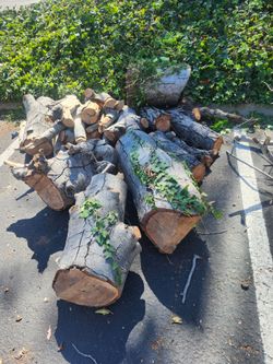 Dry firewood