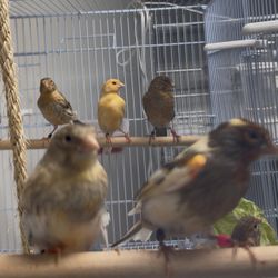 Canarios / Canaries Cages For Sale