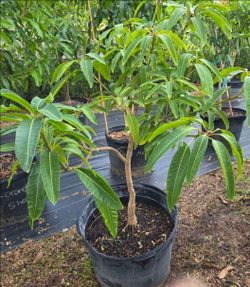 Pickering grafted  mango tree 25gal
