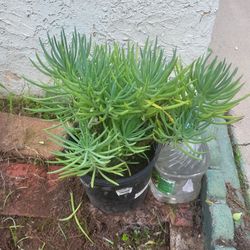 Senecio Succulent Plant
